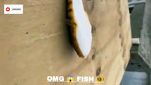 Looks like a snake type animal  I've never seen such a fish before  #rareanimal #snake #fish #sceary #nautre #reels #reelsinstagram #reelsviral #reelsvideo #reelslovers #reelsvideos #shorts #bts  #viral #trending #featured #ytshorts