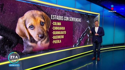 Mapa del maltrato animal en México, ¿qué estados lo tipifican como delito?