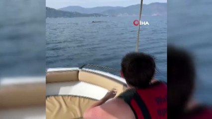 Marmaris açıklarında balina sürprizi