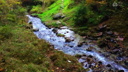 Tranquil Waterscapes: 1 Hour of Soothing Water Stream Sounds for Sleep