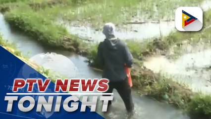 Sta. Ana, Cagayan agri office says rains caused by STS #BettyPH beneficial for farmers