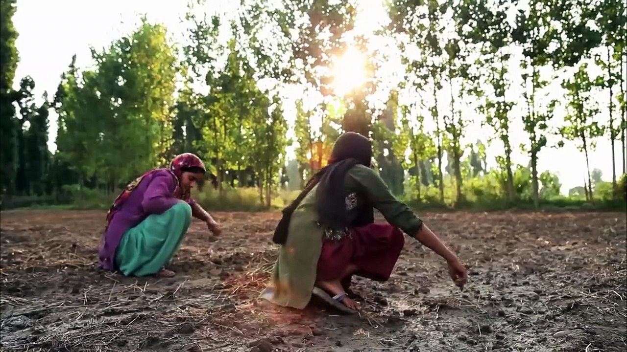 Le contrôle des semences agricoles, une guerre silencieuse