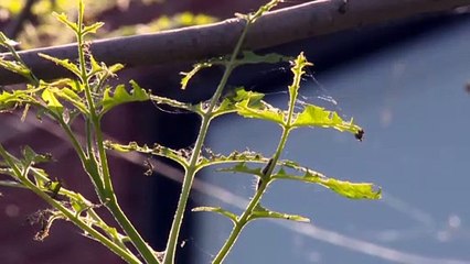 Infestation de chenilles à Edmundston