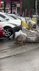 Dostunun yağmurda ıslanmasına içi el vermeyen kağıt toplayıcısının ona yaptığı yağmurluk..