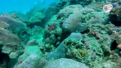 Arrecifes se están recuperando: pescadores defienden a Asipona Veracruz