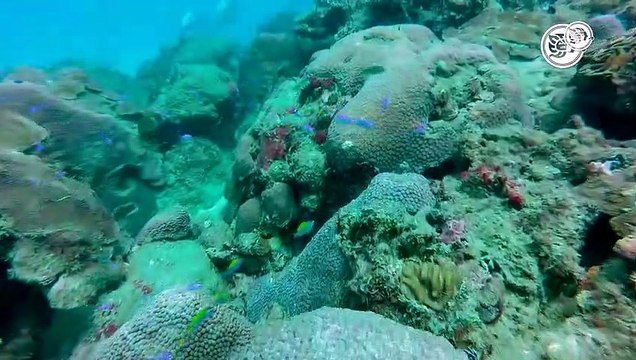 Arrecifes se están recuperando: pescadores defienden a Asipona Veracruz