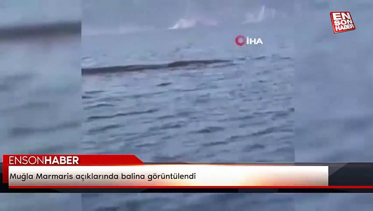 Muğla Marmaris açıklarında balina görüntülendi