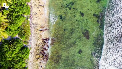 Swarmed by Giant Stingrays!