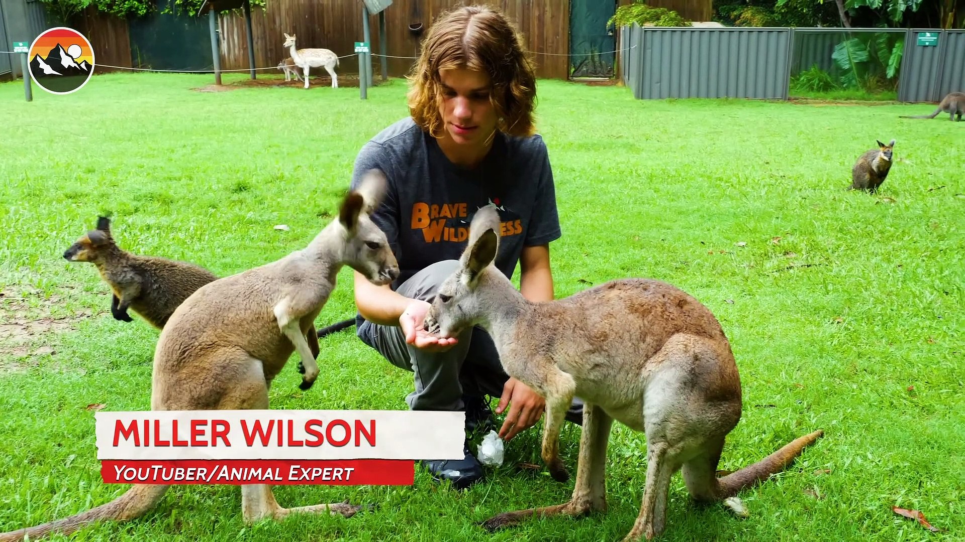⁣Help Save Fire Injured Koalas!