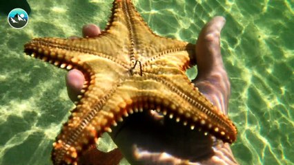 Finding Stars at Starfish Point! - Members Exclusive Preview