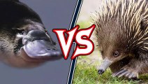 34Platypus vs Echidna   +Maned Wolf vs Dhole winner