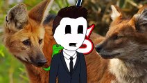 33Maned Wolf vs Dhole   +Coati vs Kinkajou winner