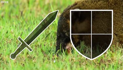 32Coati vs Kinkajou   +Bald Eagle vs Golden Eagle winner