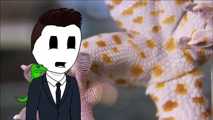 How to walk on glass like a Gecko   M from aniMals