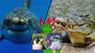 23Great White Shark vs Saltwater Crocodile   +Peregrine Falcon vs Goshawk winner