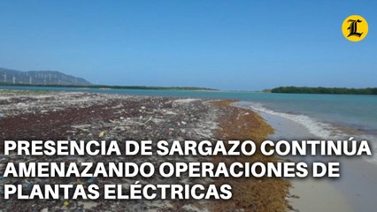 PRESENCIA DE SARGAZO CONTINÚA AMENAZANDO OPERACIONES DE PLANTAS ELÉCTRICAS