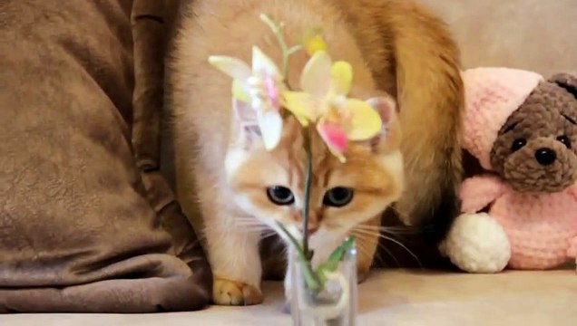 My British Shorthair golden kittens _ Cuteness overload