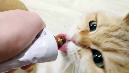 My cats eat paste to remove wool from their stomach. Funny cats