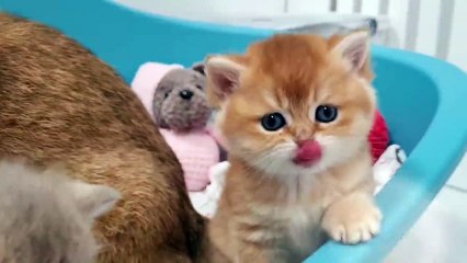 Mother cat loves her sweet pies so much