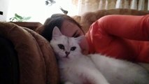 My Sweetheart Betti ♥️_ Aww _ British Shorthair cat