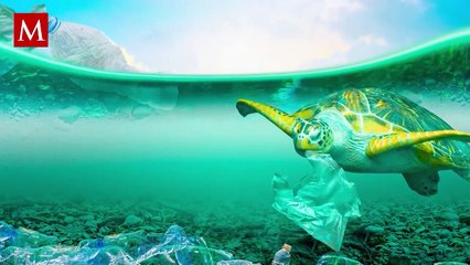 Tiburón rescata a tortuga: El impresionante video que se volvió viral