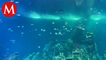 Nuevo acuario en Mazatlán albergará más de 2 mil especies marinas para preservar el medio ambiente
