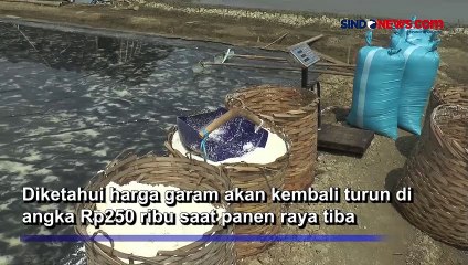 Cuaca Panas, Petani Garam di Jepara Mulai Berpoduksi