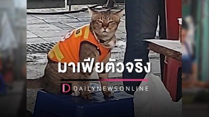 แมวดาวไถจัดจ้านในวินนี้ | HOTSHOT เดลินิวส์ 02/06/66