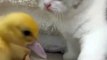 Cat Fight With Little Duck | Cats Funny Moments | Animals Funny Moments | Cute Pets | Funny Animals