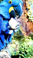 Incredible birds' pleasing sound