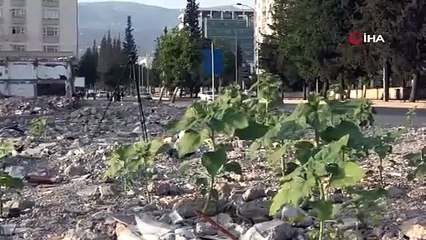 Depremde yerle bir olan kuruyemiş dükkanının olduğu yer ayçiçeği tarlasına dönüştü