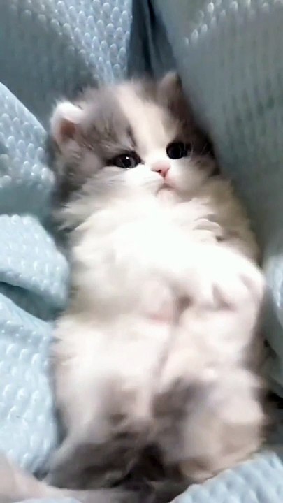 Cats Funny Moments | Animals Funny Moments | Cute Pets | Funny Animals #animals #pets #cats #pets