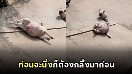 ขำปอดโยก.. หมาปั๊กโชว์สเต็ปลงเนินสะเทือนโลก จนวิวพุ่งแตะ 2 ล้าน