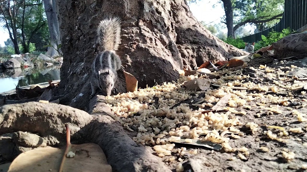 Squirrel Noises for Cats and Dogs | Relaxation and Entertainment for Your Furry Friends!