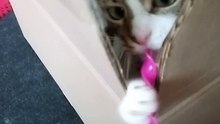 Cute Fluffy Cat Attacks Spiral
