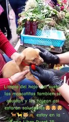 "Adoptado, pero a qué costo": Perrito recibe un ritual para quitar el susto