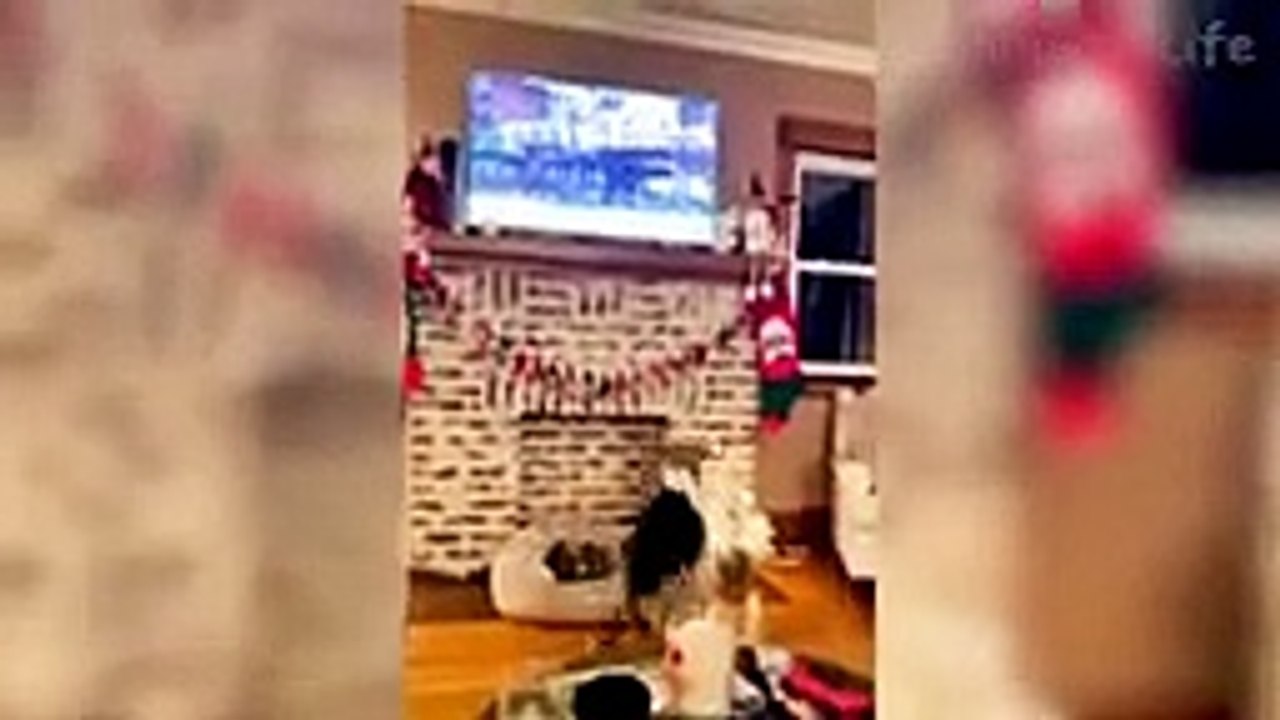 Funniest_Dogs_And_Cats_Videos_-_Best_Funny_Animal_Videos_2022_