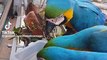 Blue macaw parrots