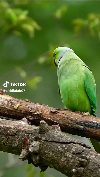 Green ringneck parrots