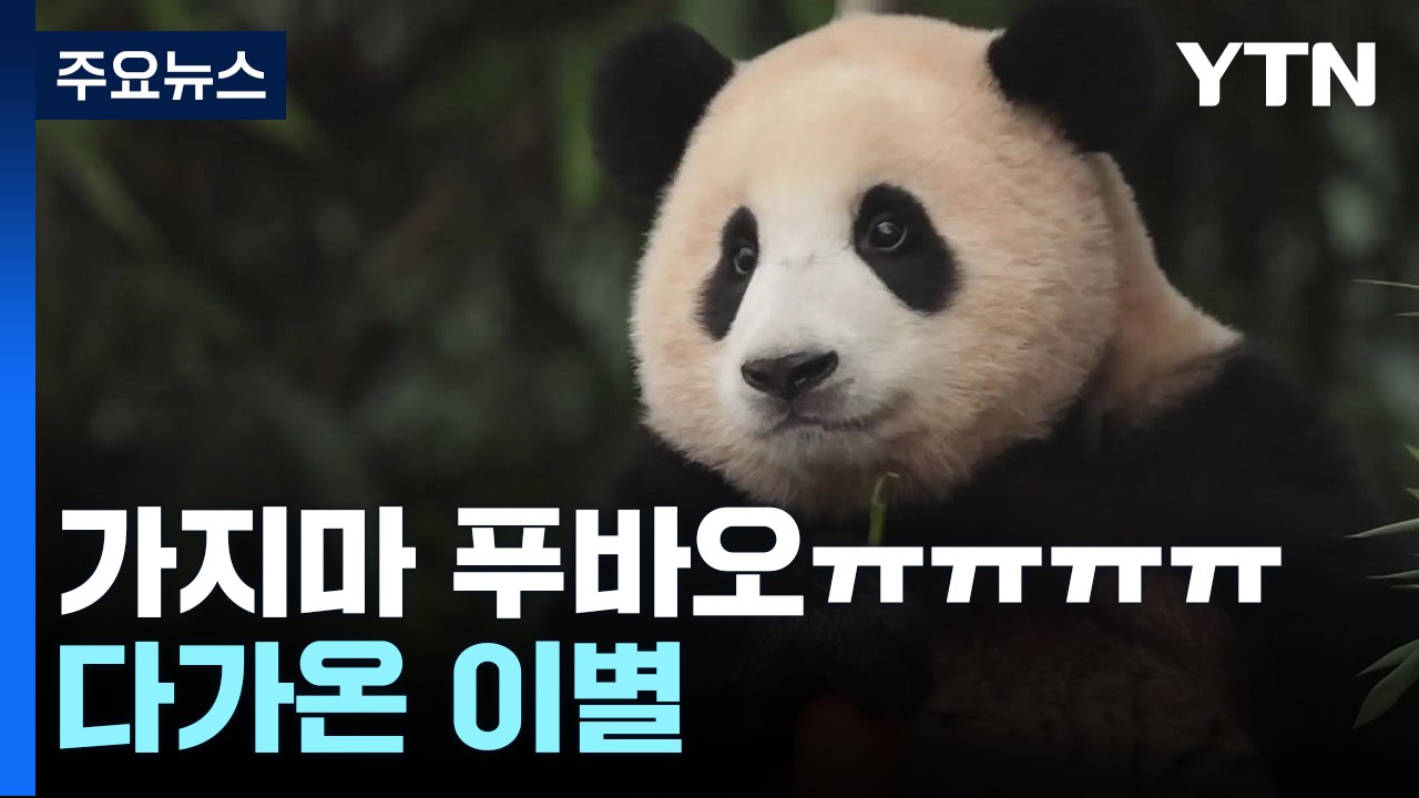 '용인 푸씨' 아기 판다 푸바오 ..."중국 간다는 소식에..." [앵커리포트] / YTN