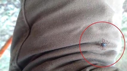 Havalar ısındı, keneye dikkat! Korunmak için açık renkli ve kapalı kıyafetler giyin