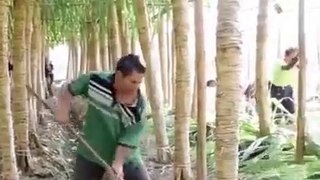 Chinese method of sugarcane cultivation to harvest