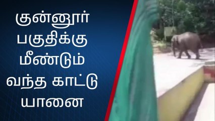 நீலகிரி: ஊருக்குள் புகுந்த ஒற்றை காட்டு யானை!