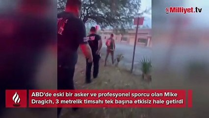Hobi olarak timsah yakalıyor! Hayvanla resmen dalga geçti