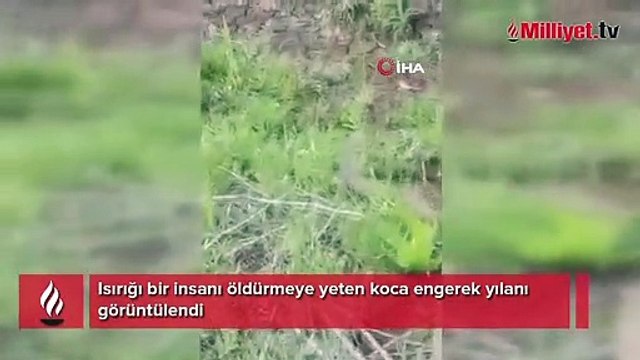 Isırığı bir insanı öldürmeye yeten koca engerek yılanı görüntülendi