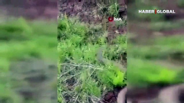 Türkiye'deki en zehirli türlerden! Isırığı bir insanı öldürmeye yeten koca engerek yılanı görüntülendi