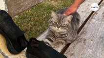 Un chat errant reste en permanence sur un banc dans un parc, espérant que quelqu'un lui vienne en aide