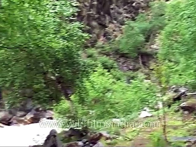 Rishi Ganga torrent rushing through Nanda Devi sanctuary