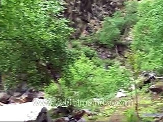 Rishi Ganga torrent rushing through Nanda Devi sanctuary