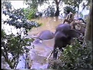 Elephant drags a dead elephant out of a river, Assam